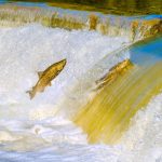 Salmon