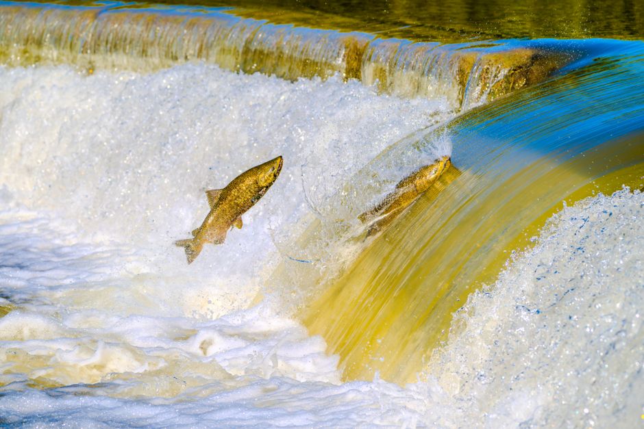 Salmon