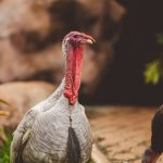 Menú: Pavo asado en Mambo
