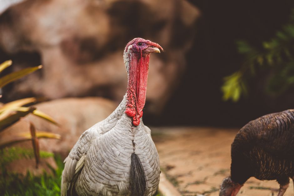 Menú: Pavo asado en Mambo